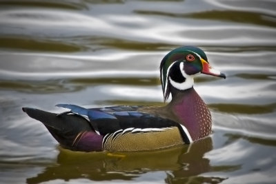 Wood Duck