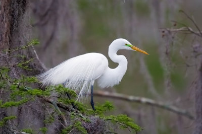 Egret Nesting Time