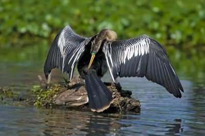 Anhinga