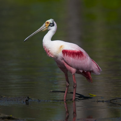 Roseate Spoonbill