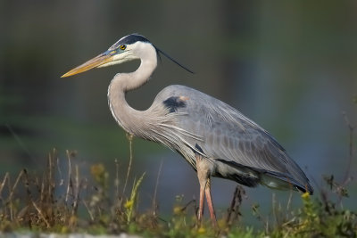 Great Blue Heron