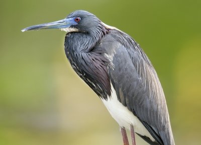 Tri Colored Heron