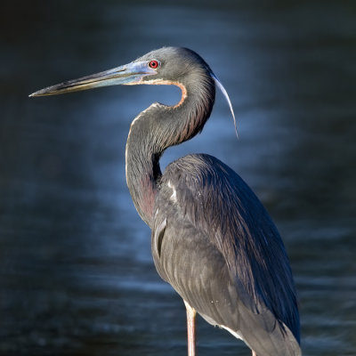 Tri Colored Heron