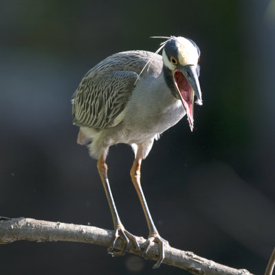 Yellow Crowned Night Heron