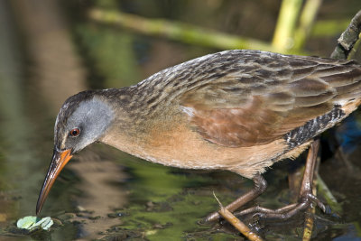 Clapper Rail