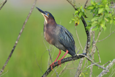 Green Heron