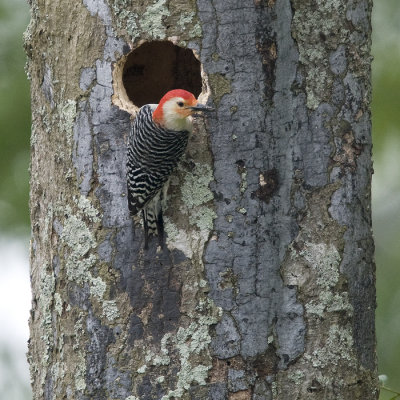 Red Bellied Woodpecker