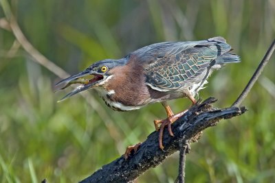 Green Heron with a Snack