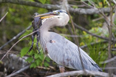 Great Blue Heron with a Bull Frog