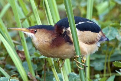 Least Bittern