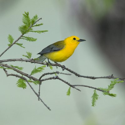 Prothonotary Warbler