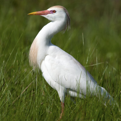 Cattle Egret in Mating Colors