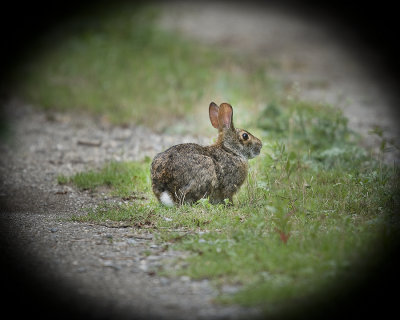 Wabbit Ears