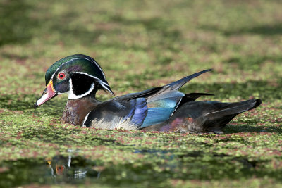 An Unusually Tame Wood Duck in the Wild