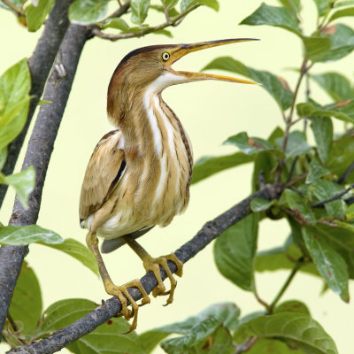 Least Bittern