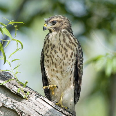 Red Shouldered Hawks