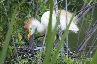Cattle Egret Stealing Sticks from a Heron Nest