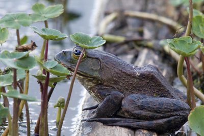 Bull Frog