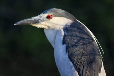 Black Crowned Night Heron