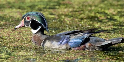 Wood Duck