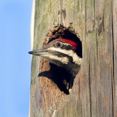 Pileated Woodpecker