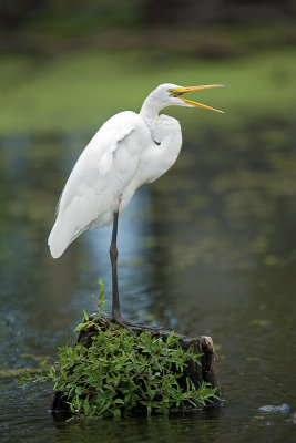 Great Egret