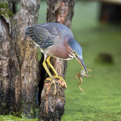 Green Heron with a Green Frog