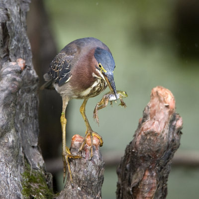 Green Heron with a Green Frog