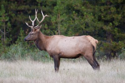 Bull Elk