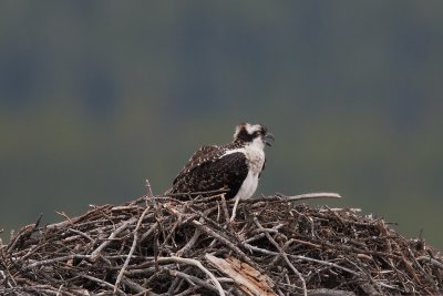 Osprey in Nest