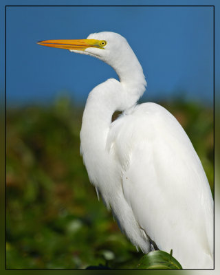 Cool Egret