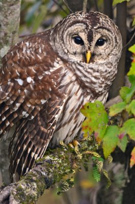 Another Barred Owl