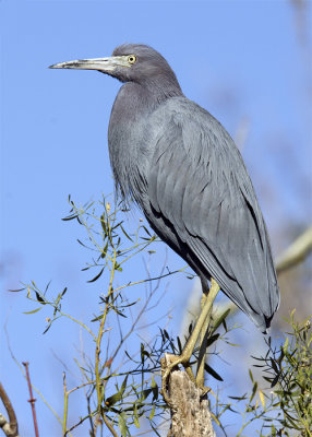 Blue Heron