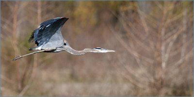 Great Blue Heron in Flight