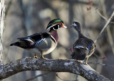 Louisiana Wood Ducks