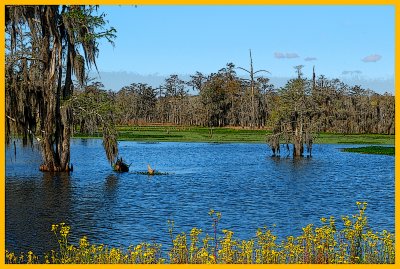 Swamp Scene