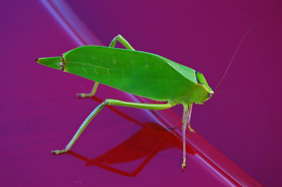 Florida Katydid on car trunk