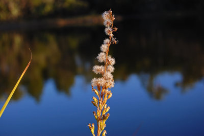 Gone to seed