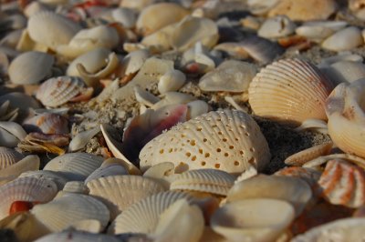 Sanibel shells