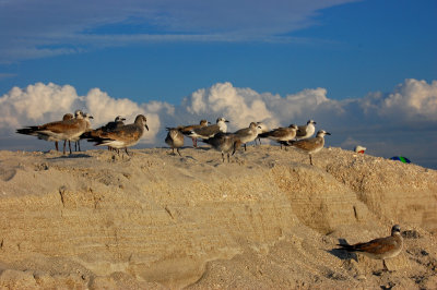 Birds at the beach