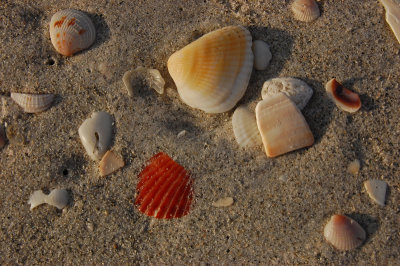 Buried shells