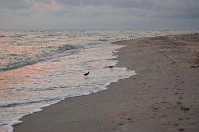 Birds on beach