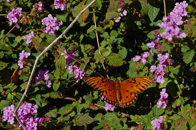 Butterfly in lantana
