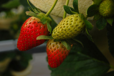 Hydroponic Strawberries