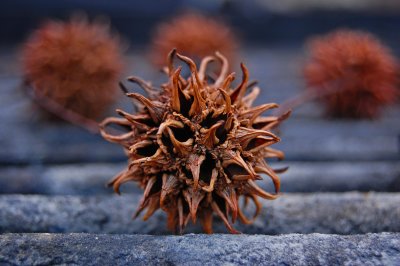 Sweet gum tree fruit