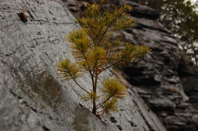 Pine in rock