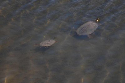 2 Turtles