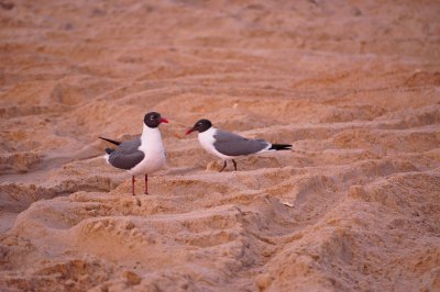 Pair of gulls