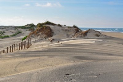 Coastal Dune