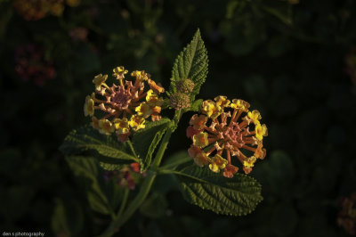 lantana-13.jpg